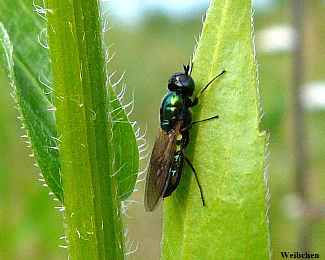 Waffenfliege 1 Chloromyia formosa Juni 2010 Httenfeld an alter Schleuse 010