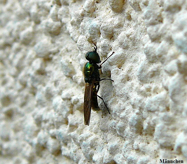 Waffenfliege 1 Chloromyia formosa Mnnchen Juni 2010 Httenfeld 005