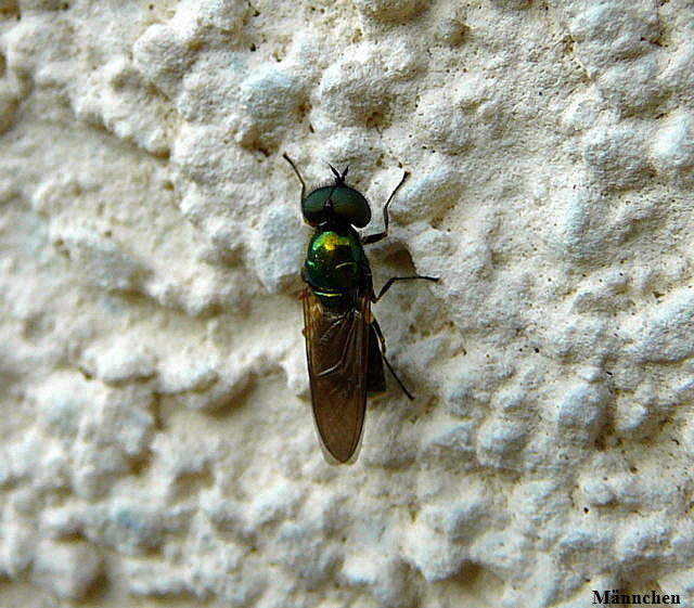 Waffenfliege 1 Chloromyia formosa Mnnchen Juni 2010 Viernheimer Heide 007