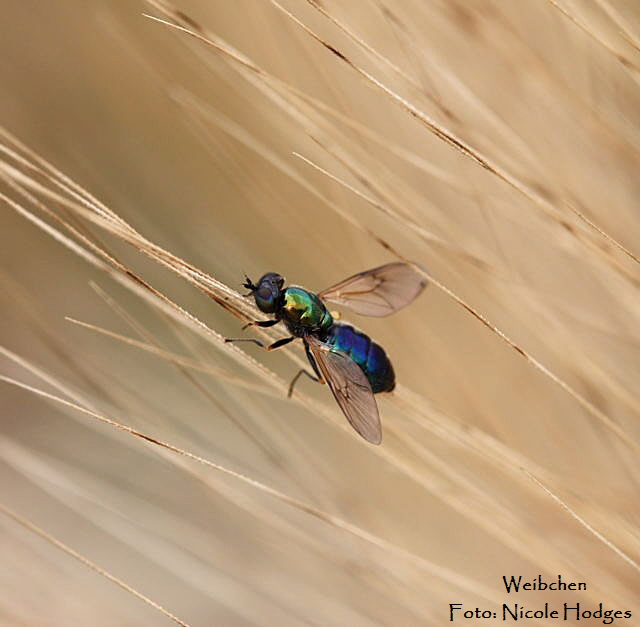 Waffenfliege 1 Weibchen von Chloromyia formosa-21.06.09-Httenfeld-RichtungLorsch-1-N