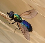 Waffenfliege 1 Weibchen von Chloromyia formosa-kl.