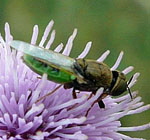 Waffenfliege 2 Oplodontha viridula 2 kl.