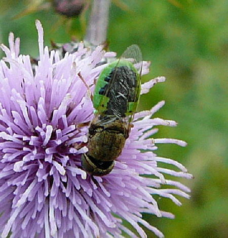 Waffenfliege 2 Oplodontha viridula Urlaub 2010 1.8.Katingsiel Naturzentrum Katinger Watt...Eiderspe 027