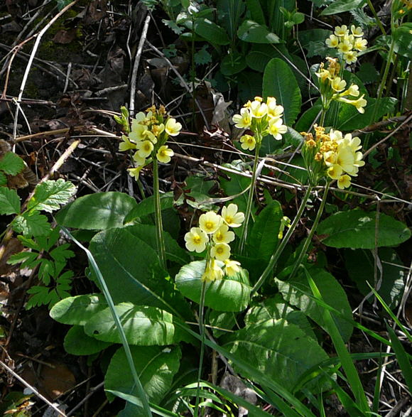 Wald-Primel (Primula elatior) April 2011 Laudenbach Insekten und Blumen 022