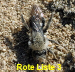 Weiden-Sandbiene Andrena vaga 2 kl.