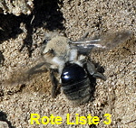 Weiden-Sandbiene Andrena vaga 3 kl.