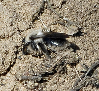 Weiden-Sandbiene Andrena vaga Mrz 2012 Bienen FFH Reliktwald Ost NIKON 019