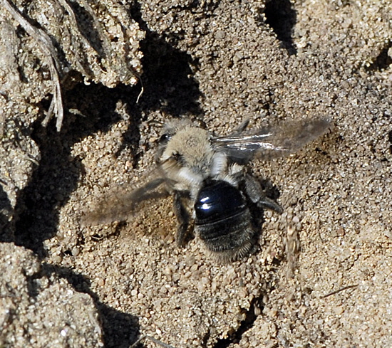 Weiden-Sandbiene Andrena vaga Mrz 2012 Bienen FFH Reliktwald Ost NIKON 026