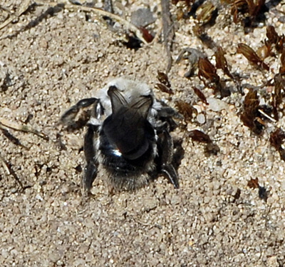 Weiden-Sandbiene Andrena vaga Mrz 2012 Bienen FFH Reliktwald Ost NIKON 027