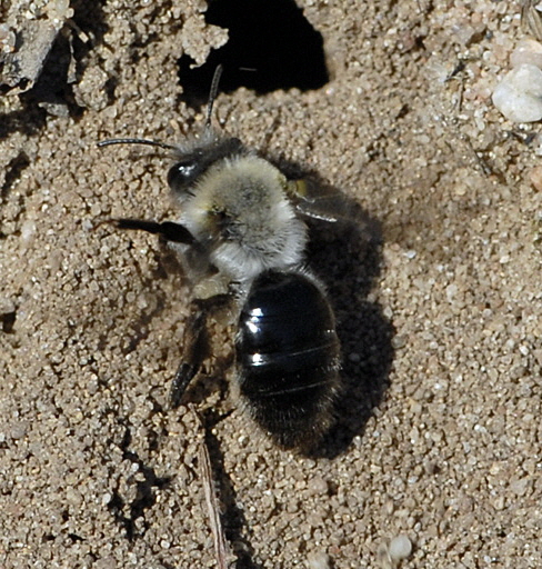 Weiden-Sandbiene Andrena vaga Mrz 2012 Bienen FFH Reliktwald Ost NIKON 037