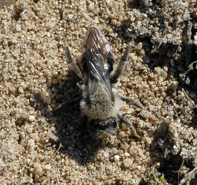 Weiden-Sandbiene Andrena vaga Mrz 2012 Bienen FFH Reliktwald Ost NIKON 053