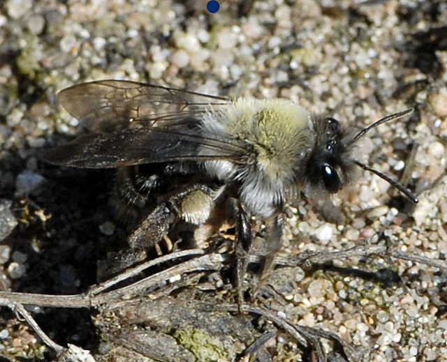 Weiden-Sandbiene Andrena vaga Mrz 2012 Bienen FFH Reliktwald Ost NIKON 055