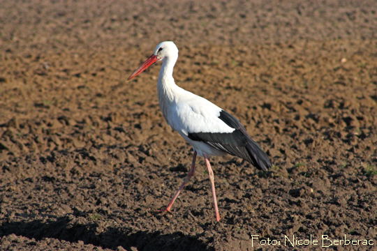 Wei-Storch-Januar 09-1-zw. Neuschloss und Lampertheim N