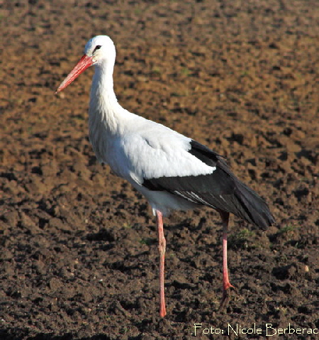 Wei-Storch-Januar 09-2-zw. Neuschloss und Lampertheim N