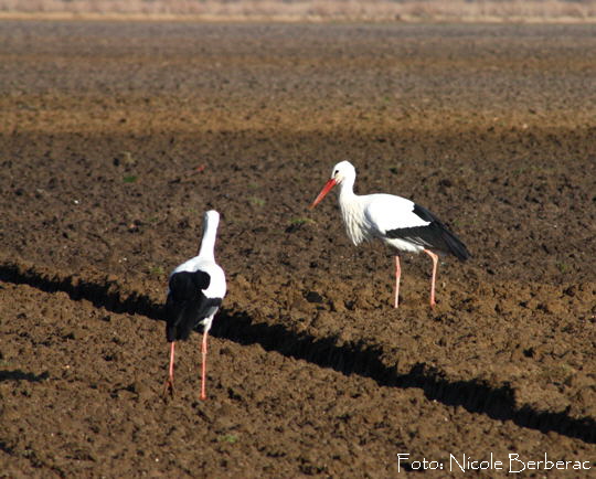 Wei-Storch-Januar 09-3-zw. Neuschloss und Lampertheim N