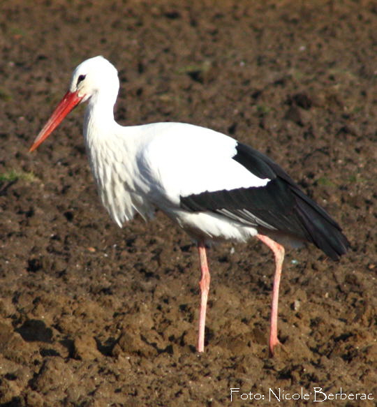 Wei-Storch-Januar 09-3-zw. Neuschloss und Lampertheim1 N