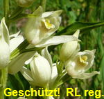 Weies Waldvglein (Cephalanthera damasonium)  kl.