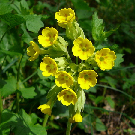 Wiesen-Schlsselblume (Primula veris)  April 2011 Laudenbach Insekten und Blumen 005