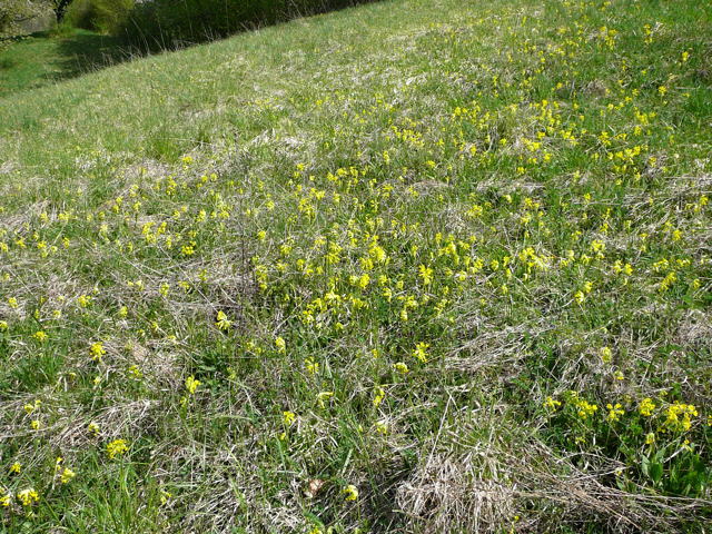 Wiesen-Schlsselblume (Primula veris)  April 2011 Laudenbach Insekten und Blumen 007