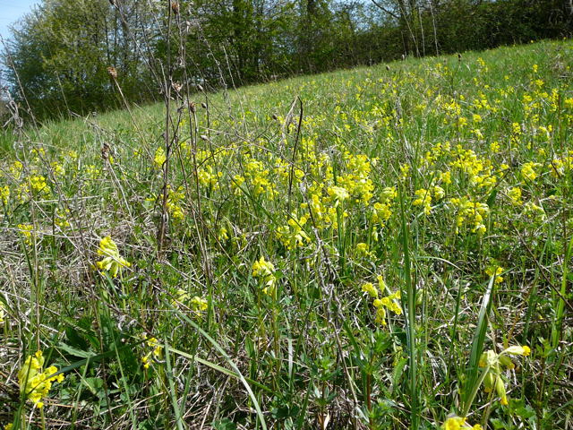 Wiesen-Schlsselblume (Primula veris)  April 2011 Laudenbach Insekten und Blumen 008