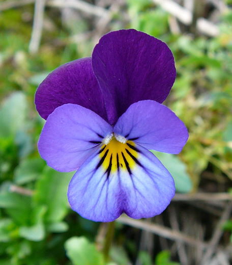 Wildes Stiefmtterchen Viola tricolor April 2008 Httenfeld Aqudukt & Blumen 037