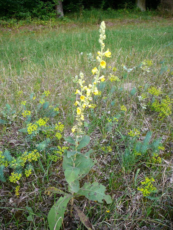 Windblumen Knigskerze Verbascum phlomoides Juli 09 Huettenfeld u. Biotop Rote Erde Lorsch 093