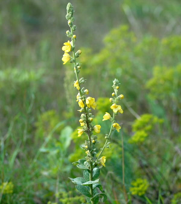 Windblumen Knigskerze Verbascum phlomoides Juli 09 Huettenfeld u. Biotop Rote Erde Lorsch_NIKON 144
