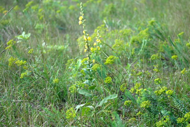 Windblumen Knigskerze Verbascum phlomoides Juli 09 Huettenfeld u. Biotop Rote Erde Lorsch_NIKON 145