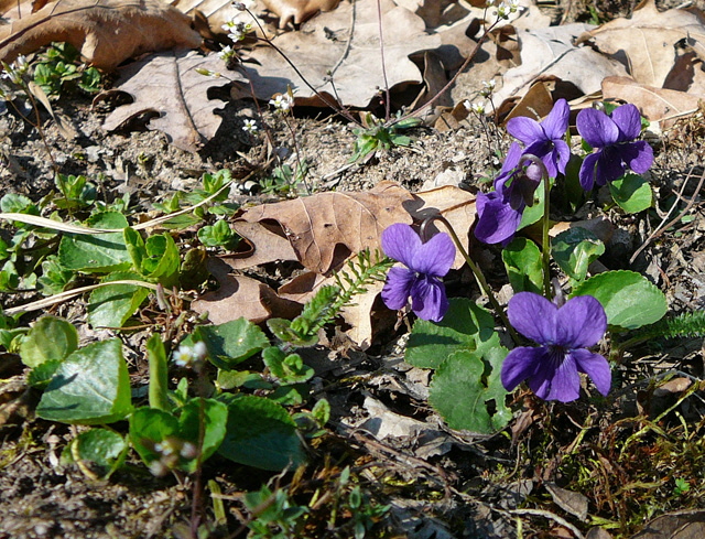 Wohlriechendes Veilchen Viola odorata Mrz 2012 Krten + FFH-Wald LA Bienen 038
