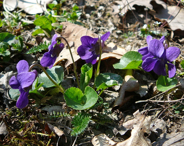 Wohlriechendes Veilchen Viola odorata Mrz 2012 Krten + FFH-Wald LA Bienen 039