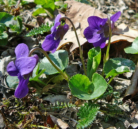 Wohlriechendes Veilchen Viola odorata Mrz 2012 Krten + FFH-Wald LA Bienen 039_450