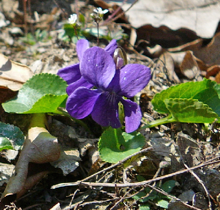 Wohlriechendes Veilchen Viola odorata Mrz 2012 Krten + FFH-Wald LA Bienen 039a