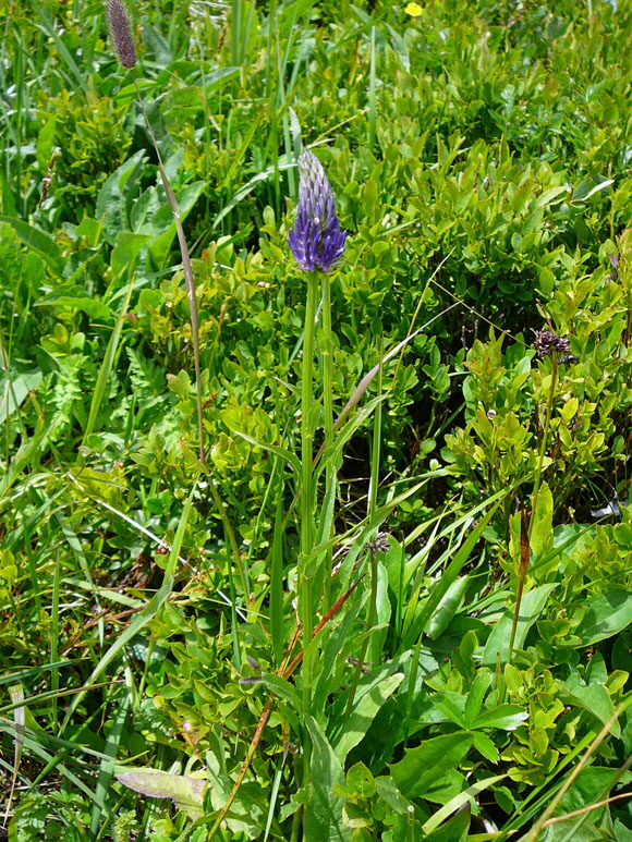 Ziestblttrige Teufelskralle (Phyteuma betonicifolium 9.7.2011 Allgu Alpen Fellhorn ganz