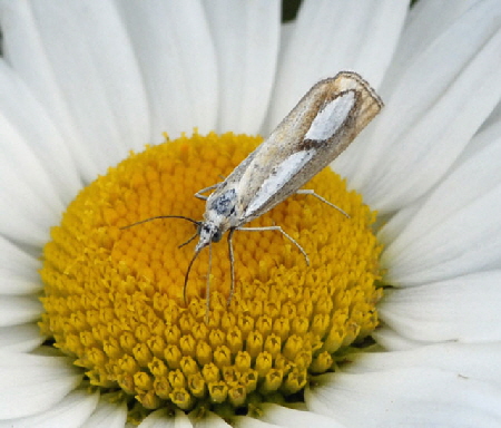 Znsler 6 Catoptria pinella 9.7.2011 Allgu Alpen Fellhorn