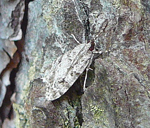 Znsler 8 Scoparia cf. ambigualis Mai 2011 Viernheimer Wald Wanzen, Insekten, Kfer, Falter 072