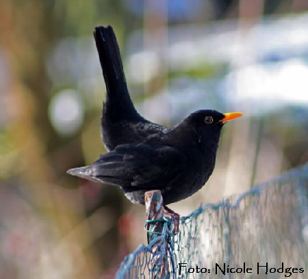 Amsel-Februar 09-3-Garten N