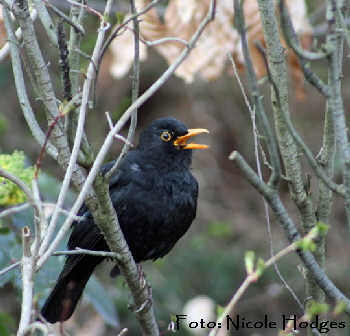 Amsel-Turdus merula Mnnchen-Mrz09-2-Garten_N