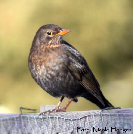 Amsel-Weibchen-Februar-09-2-Garten N