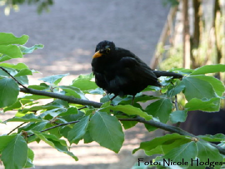 Amsel Jan 09 Vgel N. 035