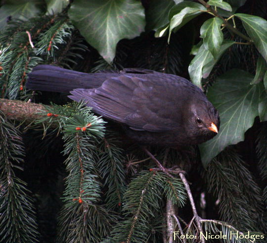 Amsel Mrz 09 Httenfeld IMG_1867