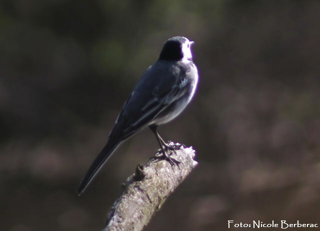 Bachstelze-AmphibienSeeFH-Bild4-03.04._N