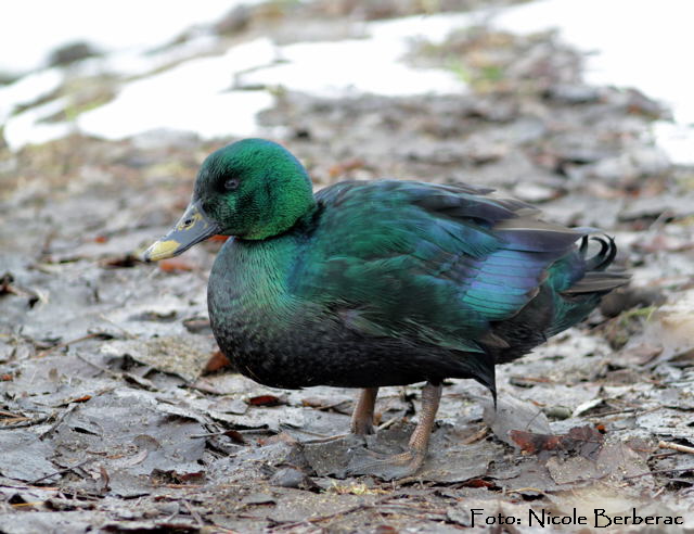 Cayuga-Ente Anas x superciliosa-Biedensand-5-02.01.11_N