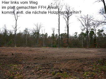 Dez 2009  Viernheimer Wald - Rodung 007