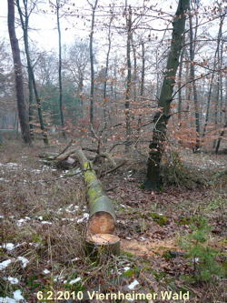 Februar 2010 Harvester Rodung Viernheimer Wald 126