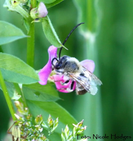 Frhe Langhornbiene (Eucera nigrescens) Mai09-FeldHttenfeldRichtungLorsch-1a-N