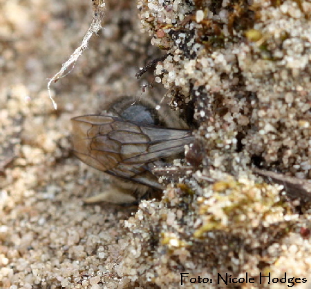 Frhlings-Seidenbiene (Colletes cunicularius)-beimgraben-Httenfeld-Brachacker-vorMlldeponie-1-N