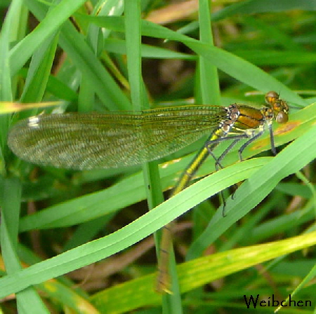 Gebnderte Prachtlibelle Calopteryx splendens Juni 09 Huett und Viernheimer Wald 066