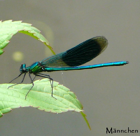 Gebnderte Prachtlibelle Calopteryx splendens Juni 09 Huett und Viernheimer Wald 081a