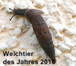 Gemeinen Schließmundschnecke (Alinda cf. biplicata).  kl.