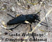 Große Wolfsfliege  Dasypogon diadema